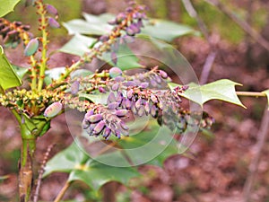 Oregon Grape Holly Plant with Purple Berries